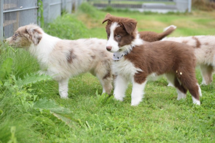 Border Collie (reu) 46310
