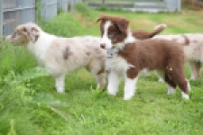 Border Collie (reu) 46310