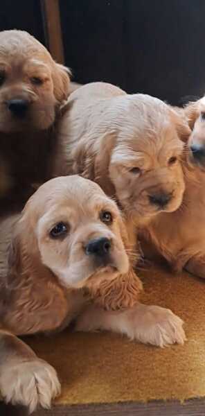 Ameerikaanse cocker spaniel nestje 