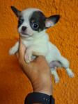 Chihuahua volgende nestjes