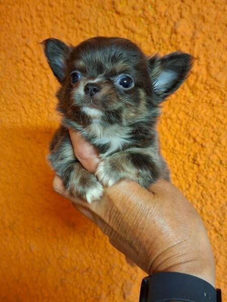 Chihuahua volgende nestjes