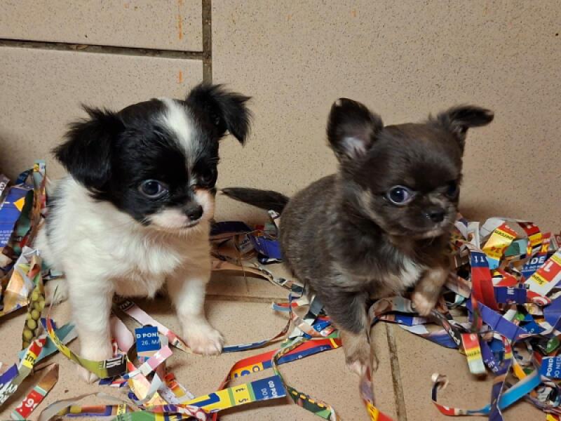 Chihuahua volgende nestjes
