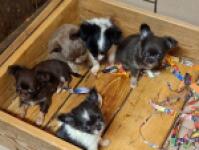 Chihuahua volgende nestjes