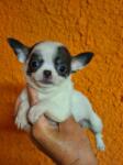 Chihuahua volgende nestjes