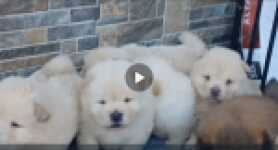 Chow chow nestje 