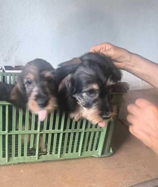 Teckel pups nestje 