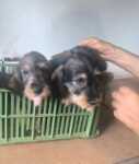 Teckel pups nestje 