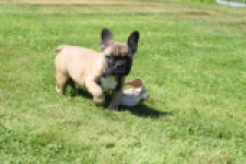 Franse bulldog (reu) 59826
