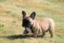 Franse bulldog (reu) 59826