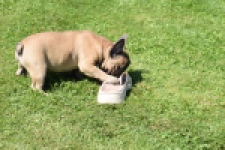 Franse bulldog (reu) 59826