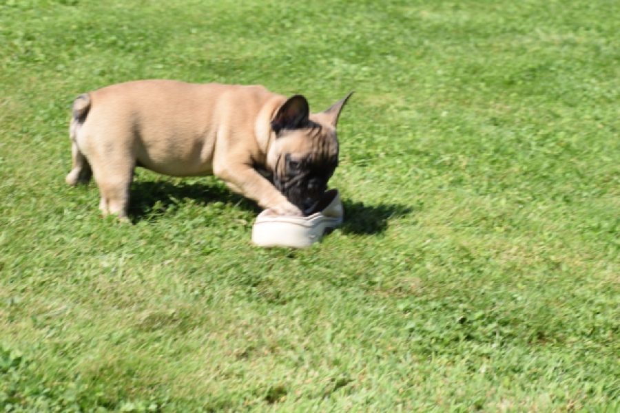 Franse bulldog (reu) 59826
