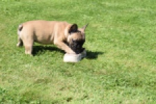 Franse bulldog (reu) 59826