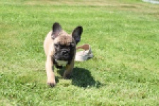 Franse bulldog (reu) 59826