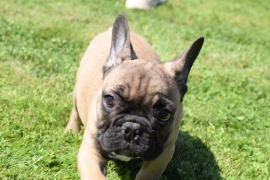 Franse bulldog (reu) 59826