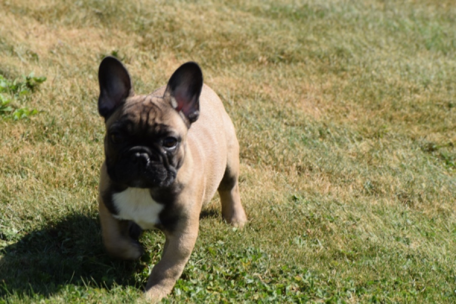 Franse bulldog (reu) 59826