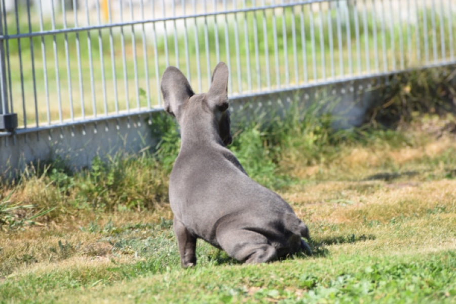 Franse bulldog (teef) 59821