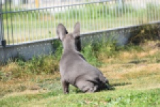 Franse bulldog (teef) 59821