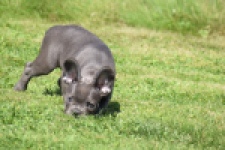 Franse bulldog (teef) 59821