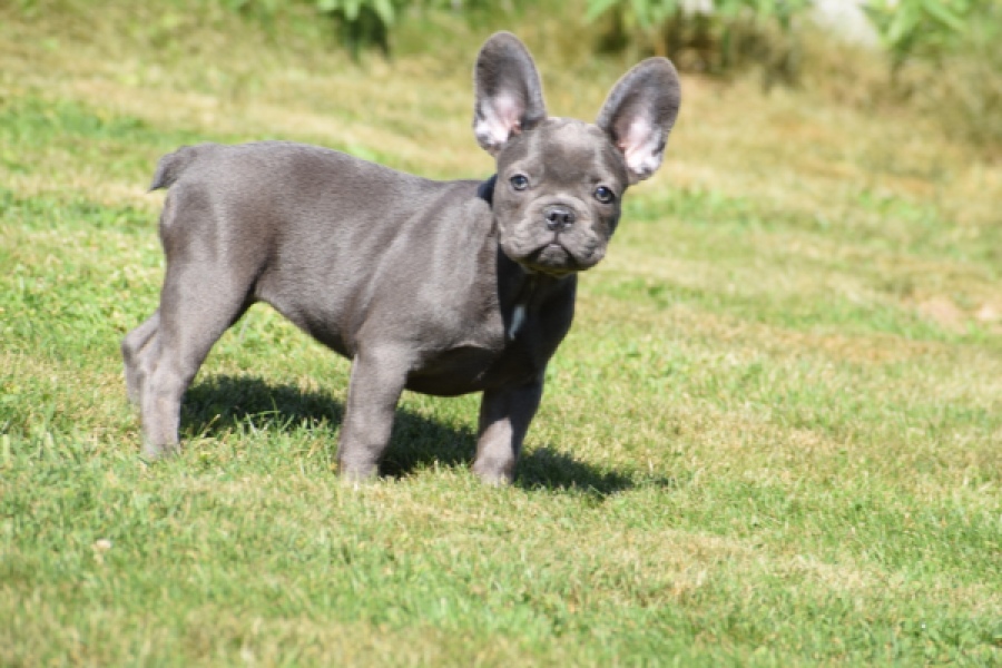 Franse bulldog (teef) 59821