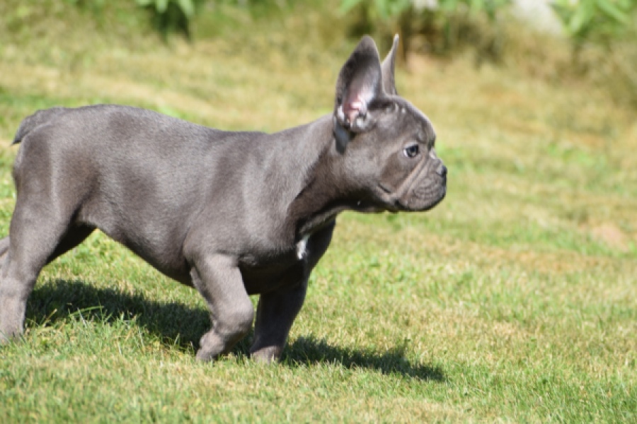 Franse bulldog (teef) 59821