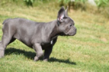 Franse bulldog (teef) 59821