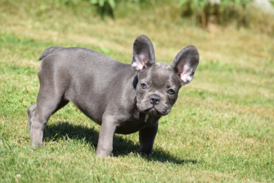 Franse bulldog (teef) 59821