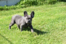 Franse bulldog (teef) 59821