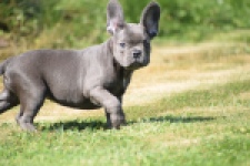 Franse bulldog (teef) 59821