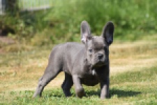Franse bulldog (teef) 59821