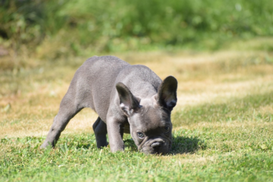 Franse bulldog (teef) 59821