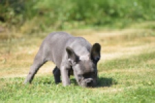 Franse bulldog (teef) 59821