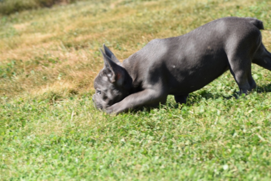 Franse bulldog (teef) 59821