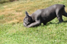 Franse bulldog (teef) 59821