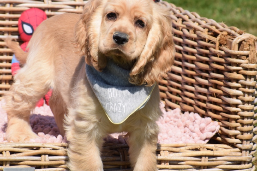 Amerikaanse cocker spaniel (teef) 02877