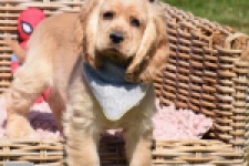 Amerikaanse cocker spaniel (teef) 02877