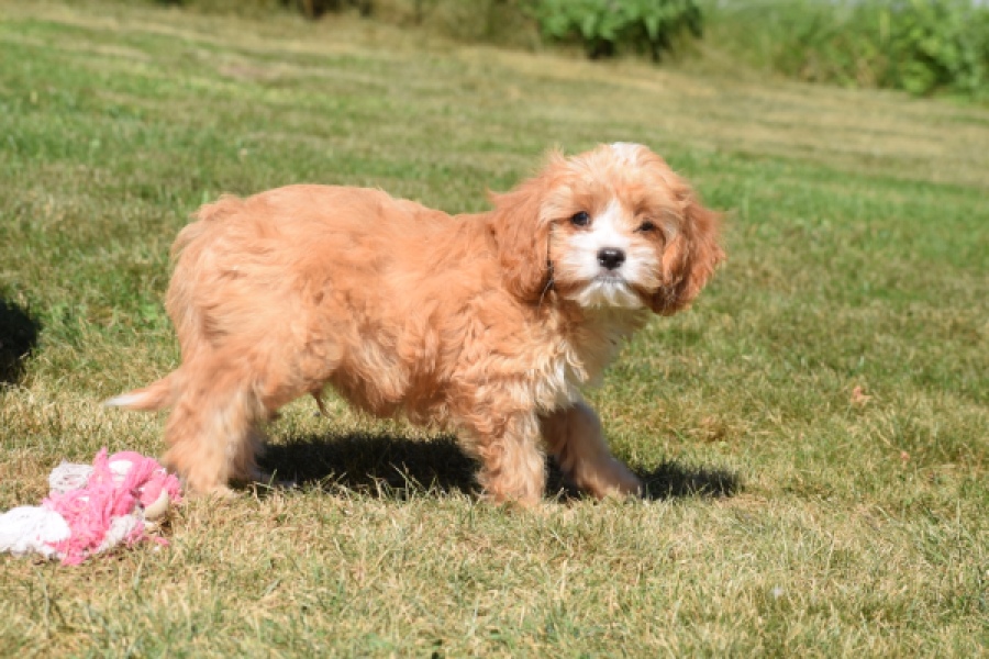 Cavapoo (reu) 54038