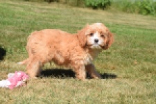 Cavapoo (reu) 54038