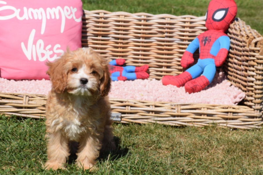 Cavapoo (reu) 54038