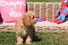 Cavapoo (reu) 54038
