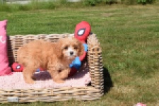 Cavapoo (reu) 54038