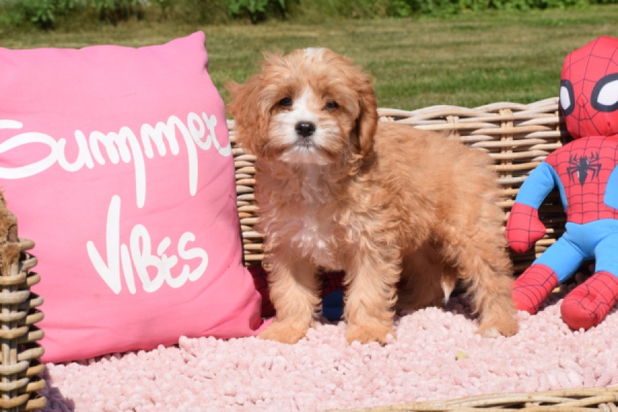 Cavapoo (reu) 54038