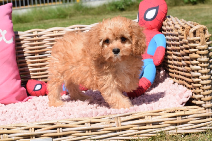 Cavapoo (reu) 54049