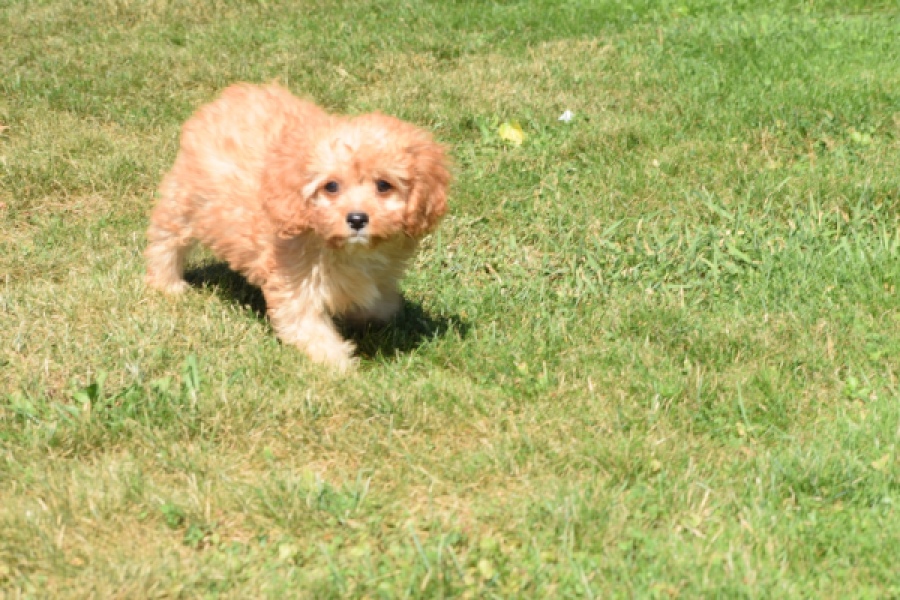Cavapoo (reu) 54049