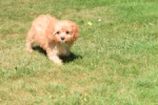 Cavapoo (reu) 54049