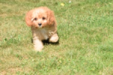 Cavapoo (reu) 54049