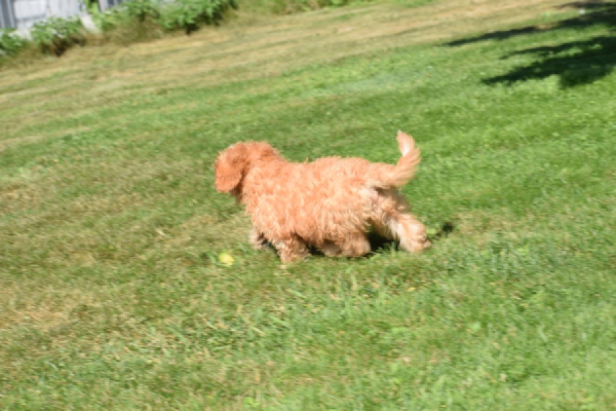 Cavapoo (reu) 54049