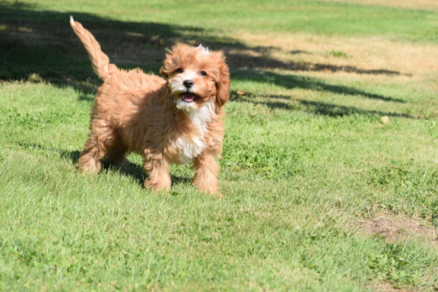 Cavapoo (reu) 54041