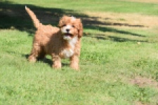 Cavapoo (reu) 54041