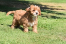 Cavapoo (reu) 54041