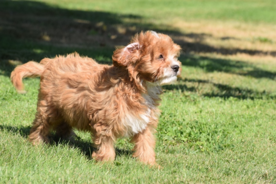 Cavapoo (reu) 54041
